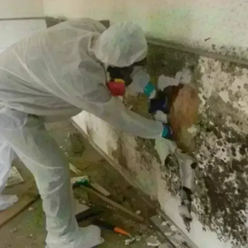 Mold Remediation and Removal in Cana, VA